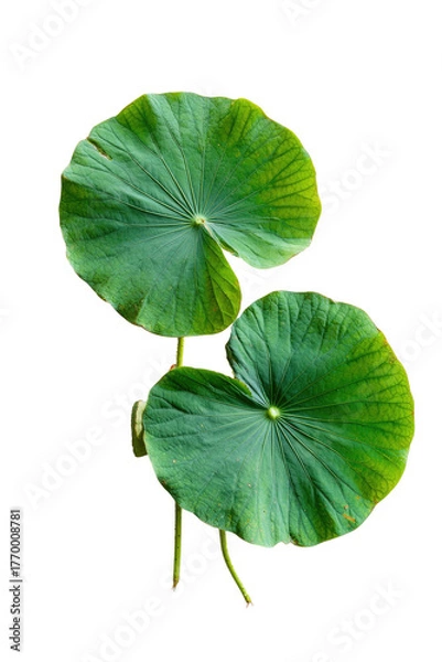 Fototapeta Two vibrant green lotus leaves, veins visible, on a dark background