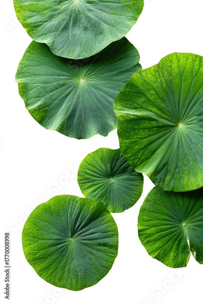 Fototapeta Isolated green lotus leaves floating on a black background