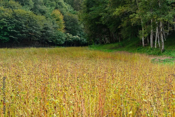 Fototapeta 白樺林とそば畑