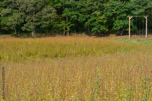 Fototapeta ソバ畑のブランコ
