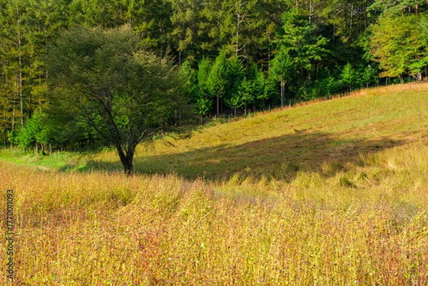Fototapeta ソバ畑のシルエット