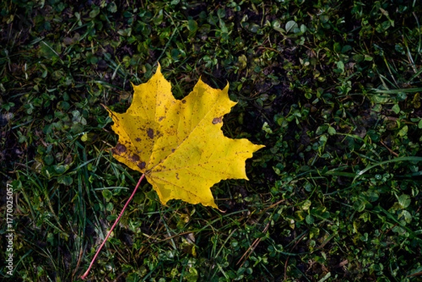 Obraz Yellow maple leaf fallen on green grass.