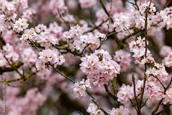Fototapeta A stunning closeup image of vibrant pink cherry blossom flowers set against delicate branches in spring