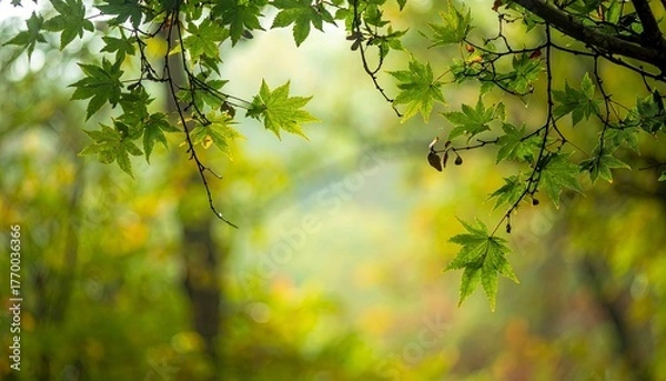 Fototapeta Green Maple Leaves in a Forest Canopy.