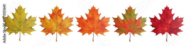 Fototapeta Autumn Maple Leaves in Gradient Colors on Transparent Background