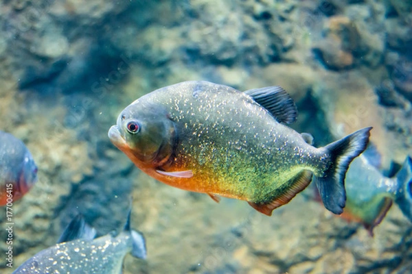 Obraz Moscow Aquarium