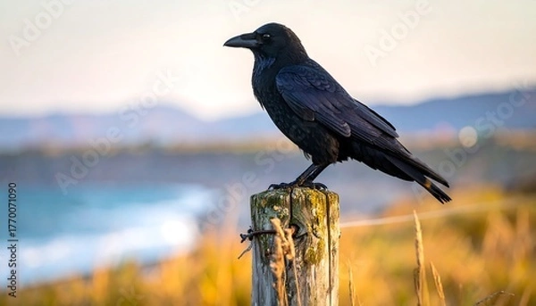 Obraz A black bird perched atop a wooden post near a shoreline