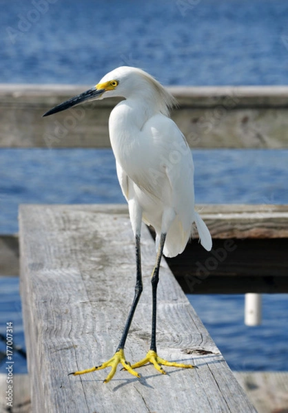 Obraz Snowy Egret, St. Augustine, Florida