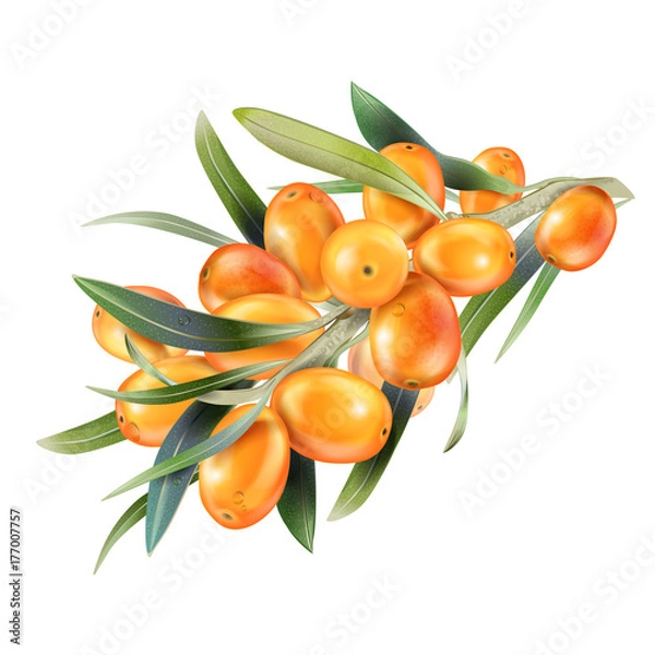 Fototapeta Sea buckthorn isolated on the white. Vector illustration in 3d style. The concept of realistic image of medical plants, herbs. Designed to create package of health, beauty natural products.
