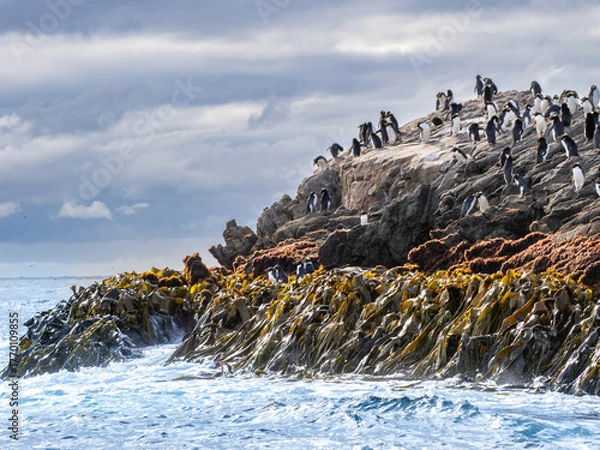 Fototapeta Penguins on a kelp covered rock ledge - The Snares, New Zealand