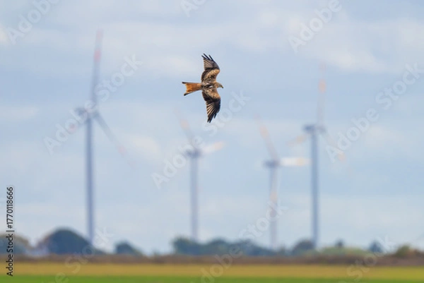 Obraz Red Kite in Front of Wind Turbines, Milvus milvus – Renewable Energy and Wildlife Conflict