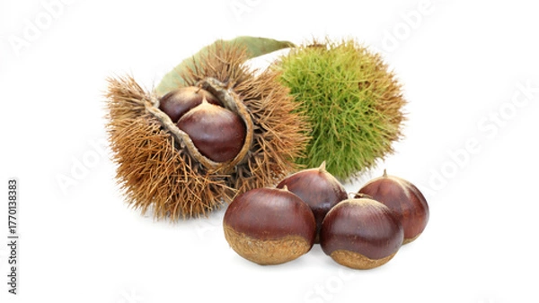 Obraz 栗といがぐり