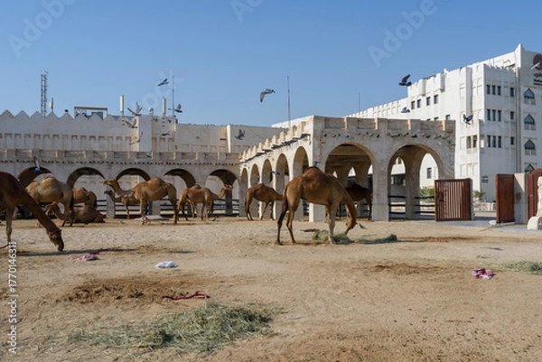 Fototapeta Royal Camels in Doha, Qatar, Middle East