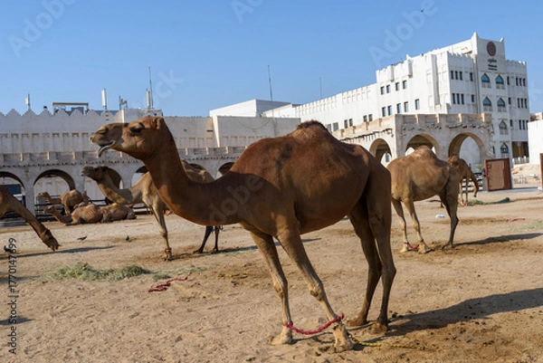 Fototapeta Royal Camels in Doha, Qatar, Middle East