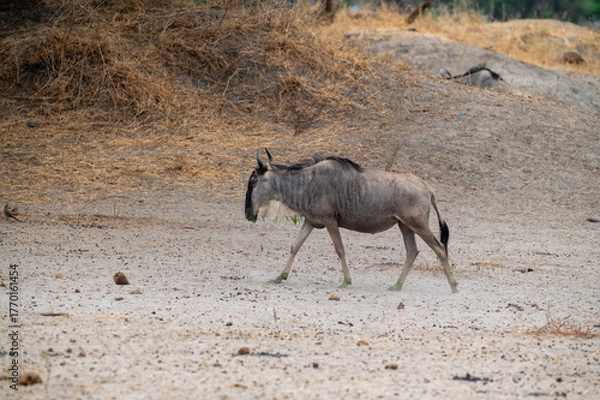 Obraz side view of a a walking wildbeest gnus