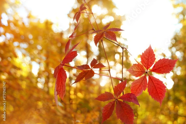 Fototapeta bright orange-red leaves of wild grapes close up, sunny abstract landscape. beautiful autumn nature background. fall season concept. artistic nature image with plant leaves. soft focus