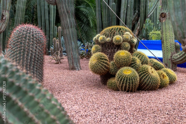 Fototapeta Diverse cacti showcase their unique shapes and textures in a Moroccan garden setting.