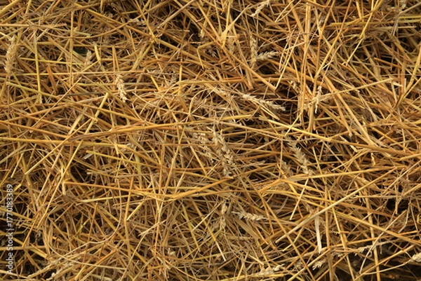 Fototapeta Wheat dry straw texture background, beveled wheat, cereal crops, top view. Detailed dry yellow rice straw texture for an agricultural background.