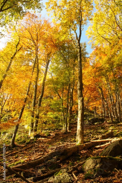 Fototapeta autumn landscape with a rock