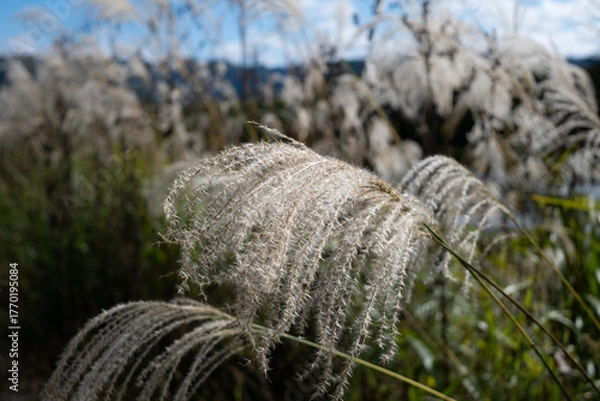 Obraz 風に揺れるススキの穂