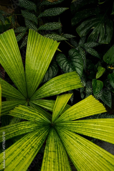 Fototapeta close up of Licuala mapu leave, shining under sunshine, asian palm tree, indoor houseplants, tropical garden	
