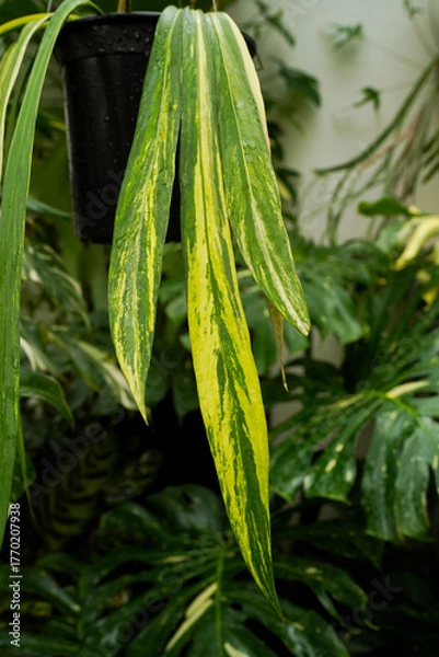 Obraz close up of variegated plants, tropical garden, Anthurium vittariifolium variegated hanging, indoor plants	
