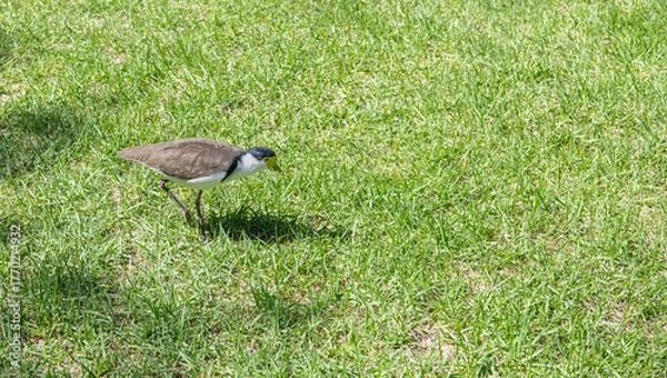 Fototapeta Masked Lapwing in a park in Adelaide, South Australia, Australia