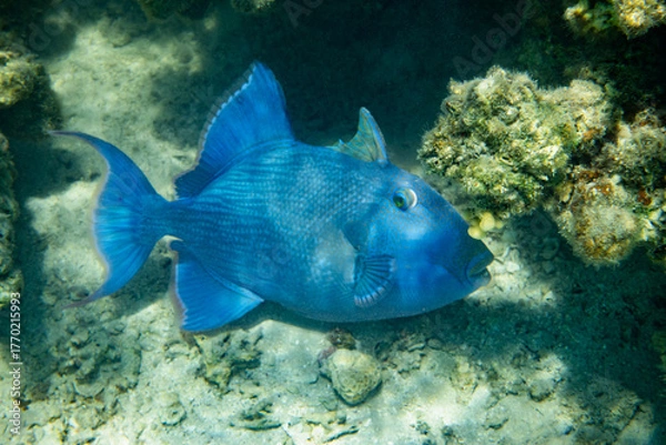 Fototapeta Triggerfish