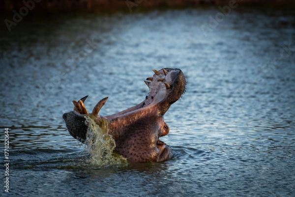 Fototapeta A Hippopotamus amphibius roars in the Khwai River, Botswana