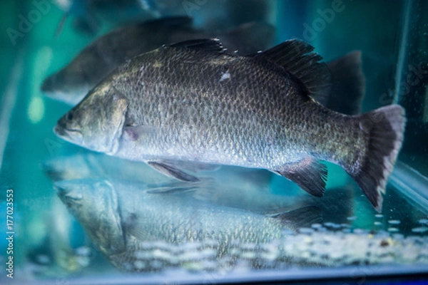 Fototapeta white perch fish