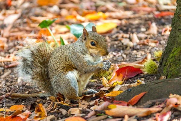 Fototapeta A grey squirrel sits at the base of a tree eating a nut in an autumn fall scene in Greenwich Park, London, United Kingdom