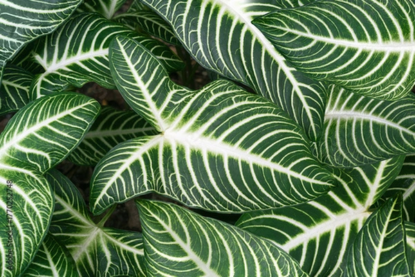 Fototapeta Caladium lindenii,also known as angel wings. A beautiful plant with decorative leaves. Top view.