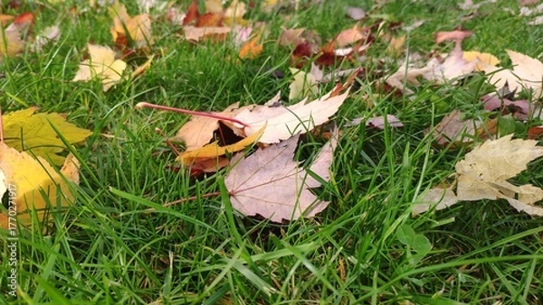 Fototapeta Fallen autumn leaves lie on the green grass 