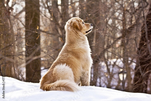 Fototapeta Golden Retriever in snow