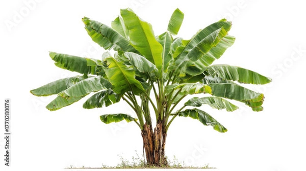 Fototapeta Isolated green banana plant leaf or branch on a white background for nature, botany, or growth concepts