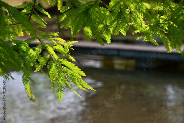 Fototapeta Bright green to yellow-green needle-like bald cypress (Taxodium distichum) foliage in sunlight above brown water surface, blurred wooden boardwalk with railing in background, wetland setting.