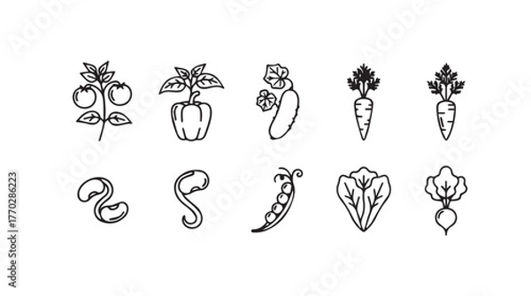 Fototapeta Hand drawn sketch style collection of fresh garden vegetables and herbs for healthy eating and cooking silhouette