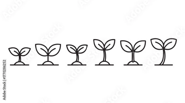 Fototapeta Growth stages seedling icon set plant life cycle stages simple outline graphics silhouette