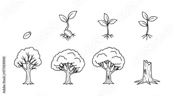 Fototapeta Stages of tree growth from seed to mature tree and stump hand drawn sketch silhouette