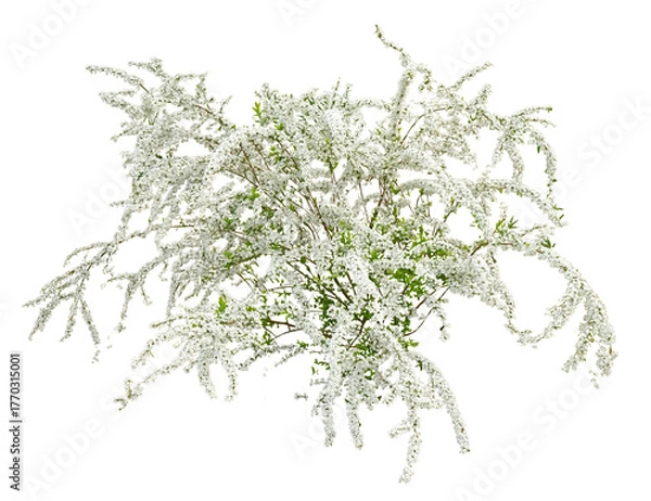 Obraz ユキヤナギ　3月の花の咲いた姿