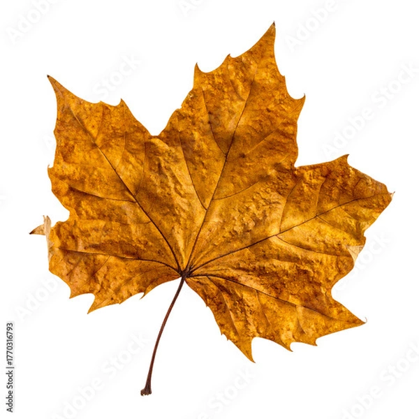 Fototapeta Golden Maple Leaf's Autumn Whispers: A singular, intricately detailed maple leaf, its autumnal hues painted in a spectrum of gold, whispers tales of the season's gentle transition.