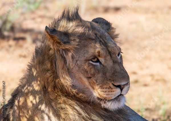 Obraz Portrait of a young male lion, Moremi Game Reserve, Botswana