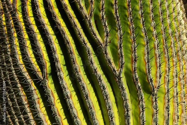Fototapeta green cactus close up texture