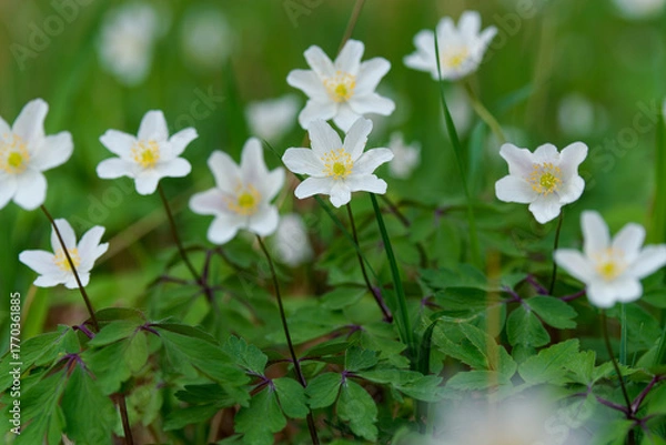 Fototapeta Buschwindröschen, Busch-Windröschen,  Anemone nemorosa,