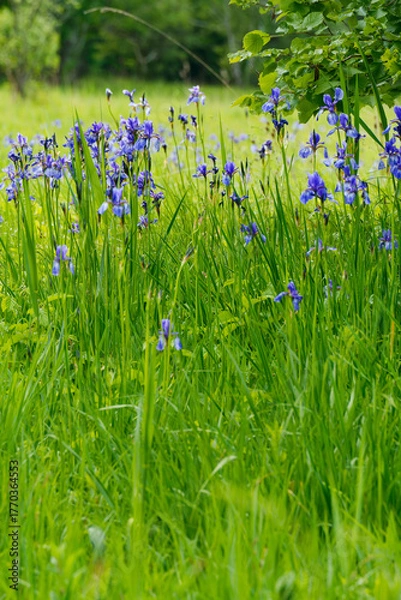 Fototapeta Sibirische Schwertlilie, Wiesen-Schwertlilie, Iris sibirica,