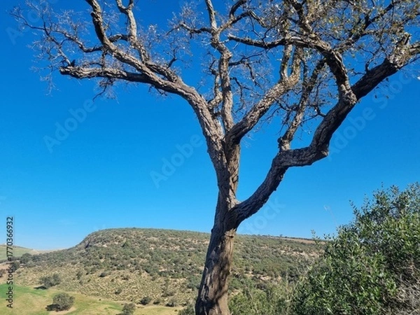 Fototapeta A leafless tree in a beautiful natural scene from the top of the mountains