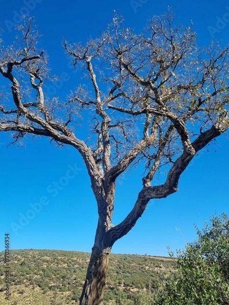 Fototapeta A leafless tree in a beautiful natural scene from the top of the mountains