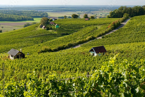 Fototapeta Weinberge am Falkenberg und historische Weinberghäuschen bei Falkenstein, Gemeinde Donnersdorf, Landkreis Schweinfurt, Unterfranken, Franken, Bayern, Deutschland