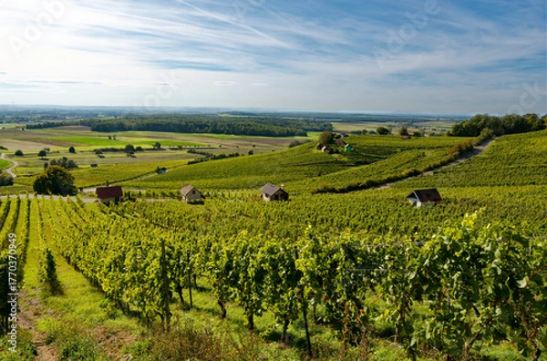 Fototapeta Weinberge am Falkenberg und historische Weinberghäuschen bei Falkenstein, Gemeinde Donnersdorf, Landkreis Schweinfurt, Unterfranken, Franken, Bayern, Deutschland