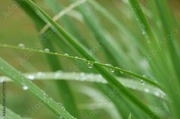 Fototapeta Iris d'eau